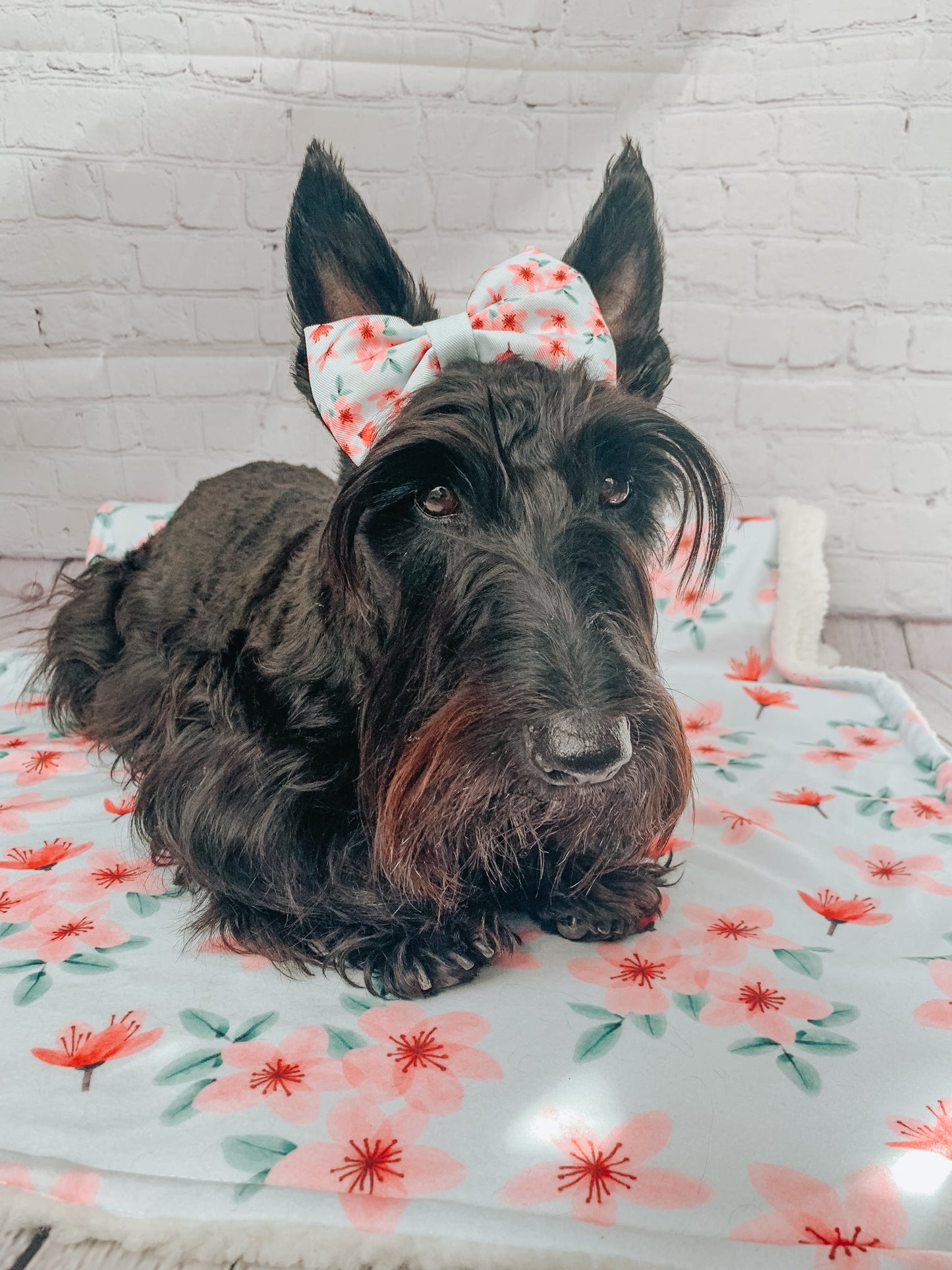 Pet Blanket - Sakura