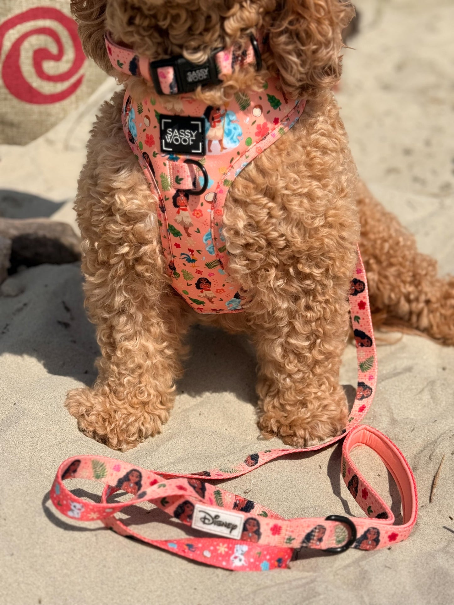 Dog Collar - Disney's Moana