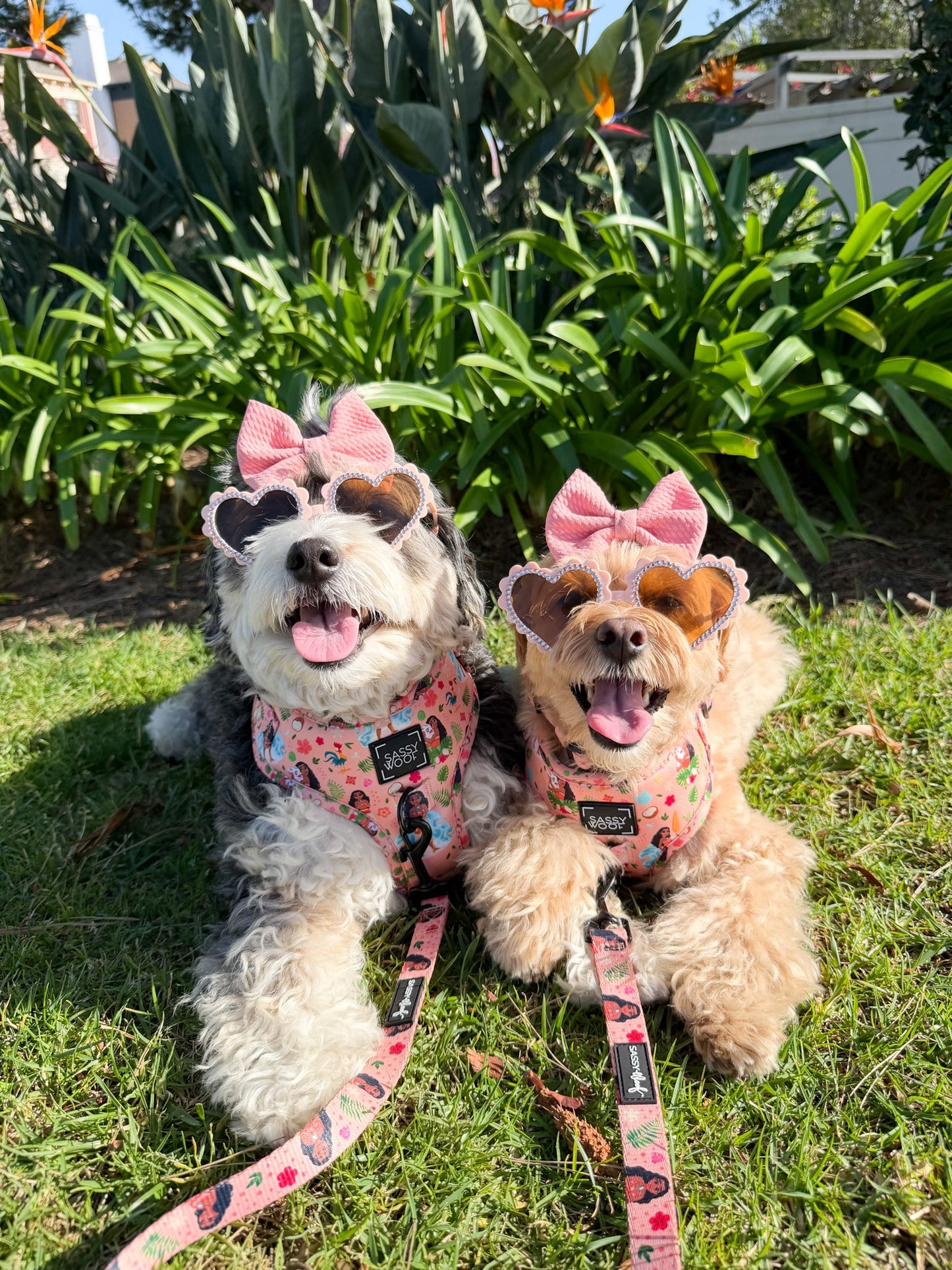 Dog Two Piece Bundle - Disney's Moana