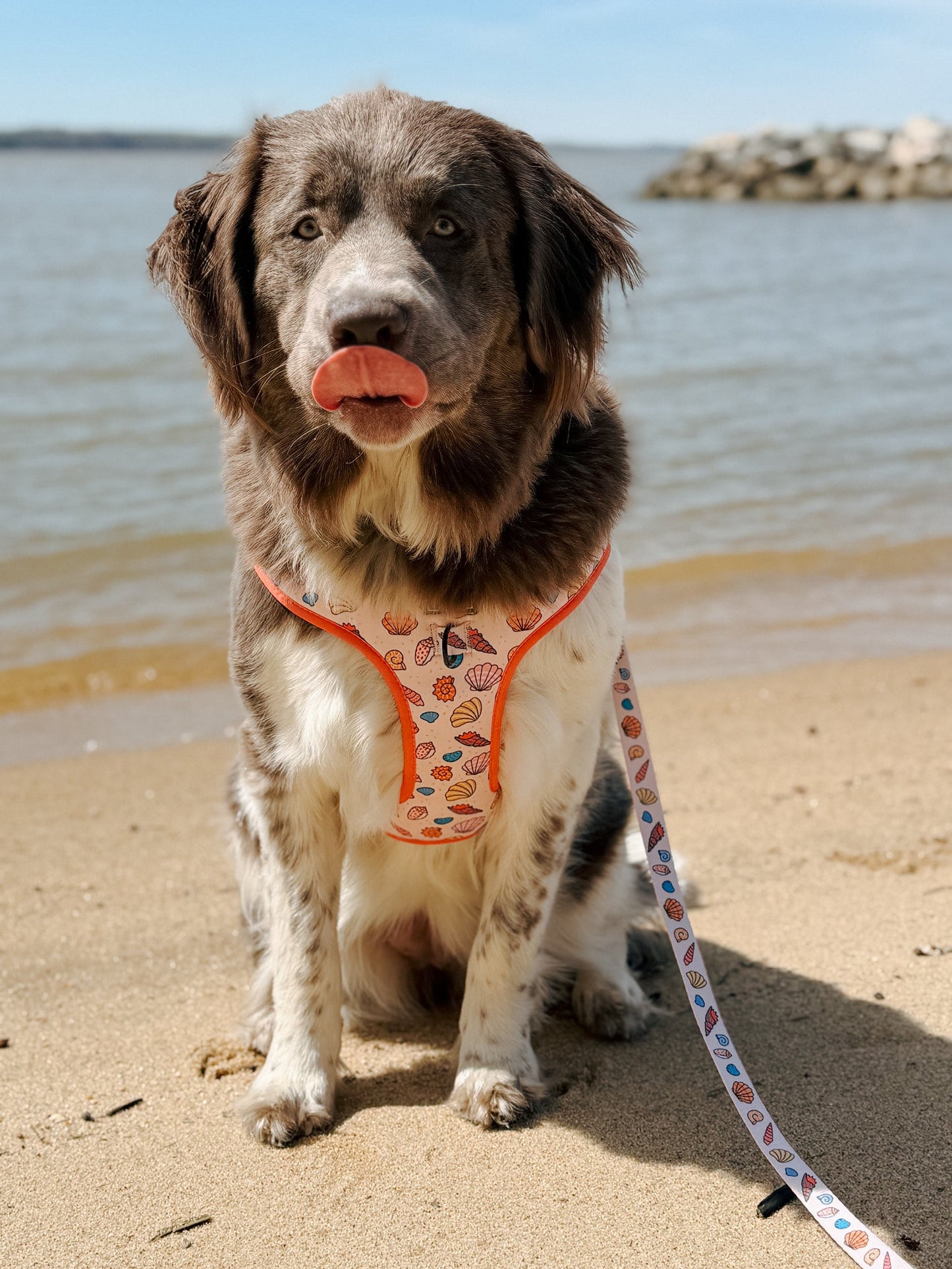 Dog Four Piece Bundle - Shell Yeah