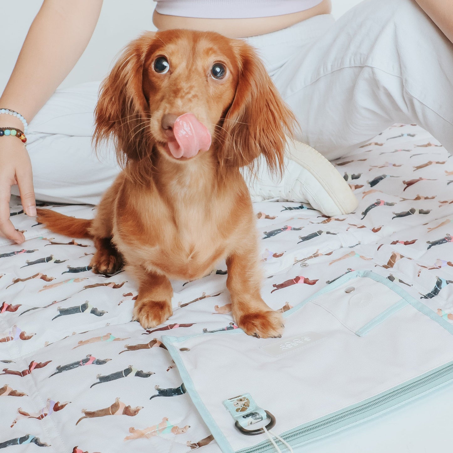 Dog Picnic Blanket - Dainty Dachshunds