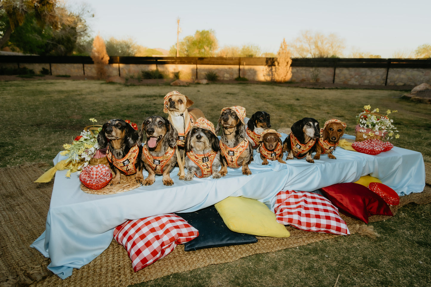 Dog Four Piece Bundle - Hot Dawg