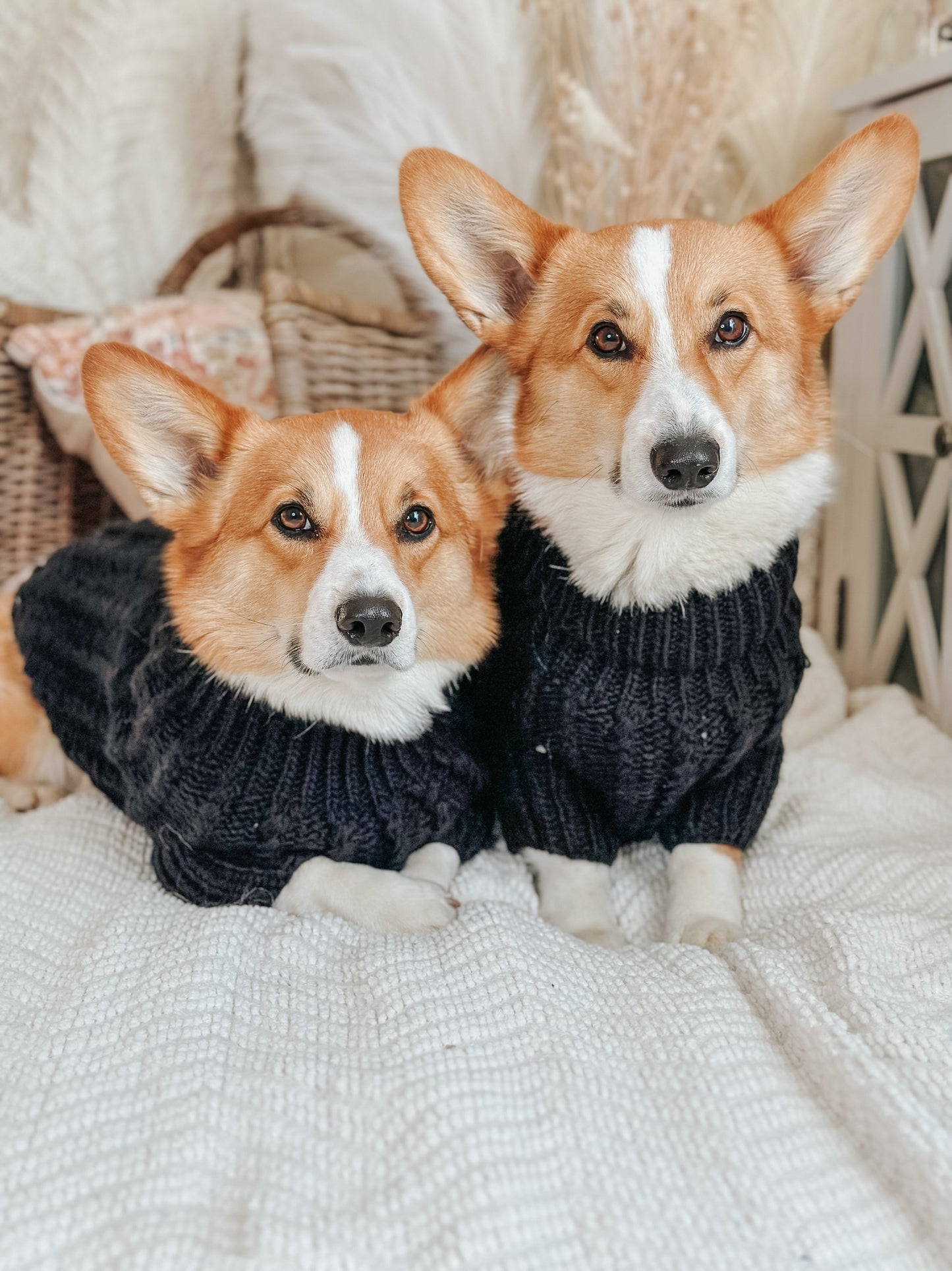 Pet Cable Knit Sweater - Black
