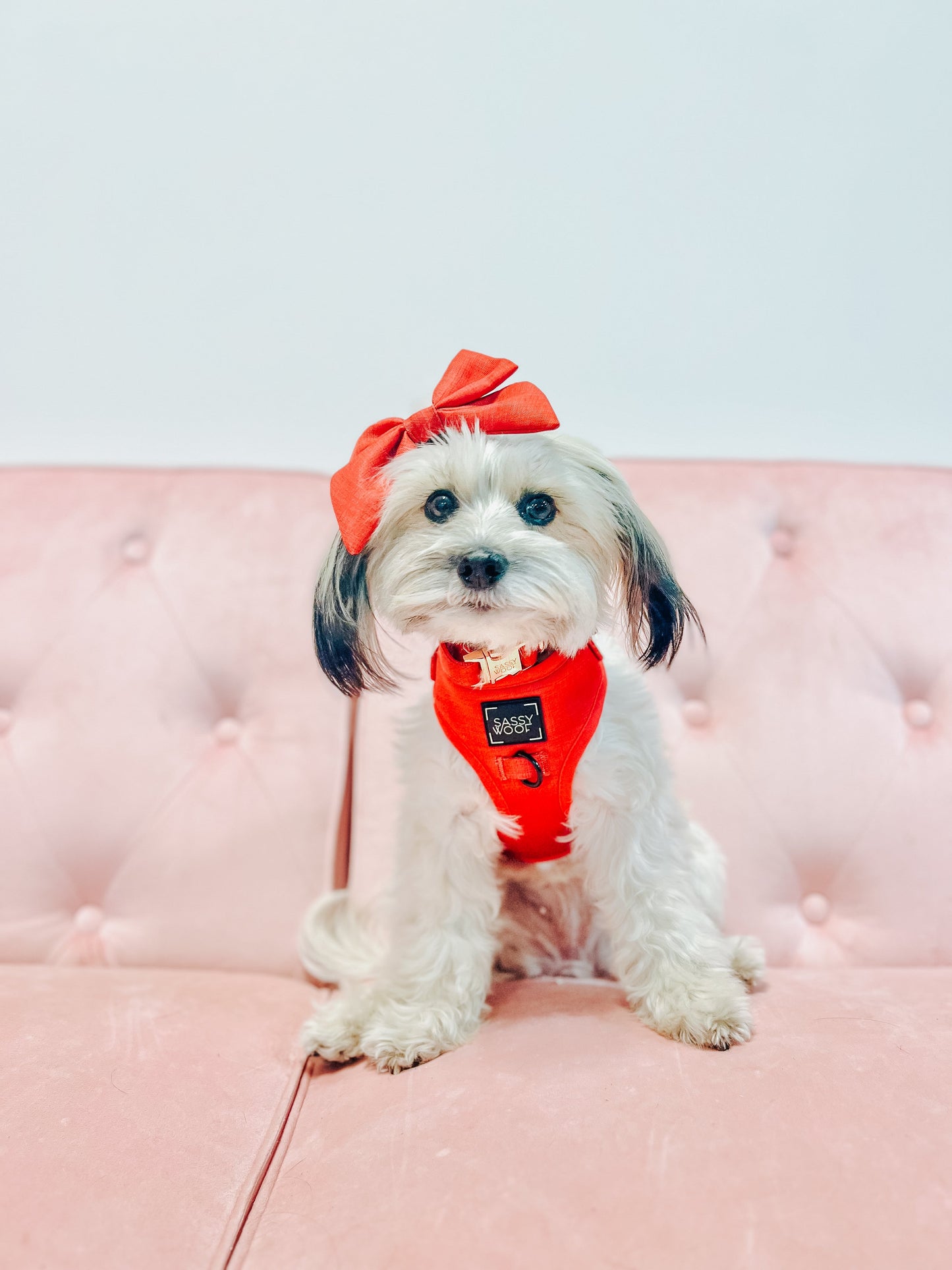 Dog Sailor Bow - Merlot
