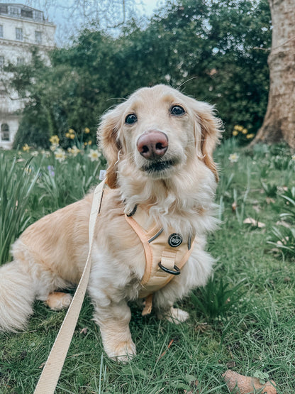Dog Four Piece Bundle - Daffodil