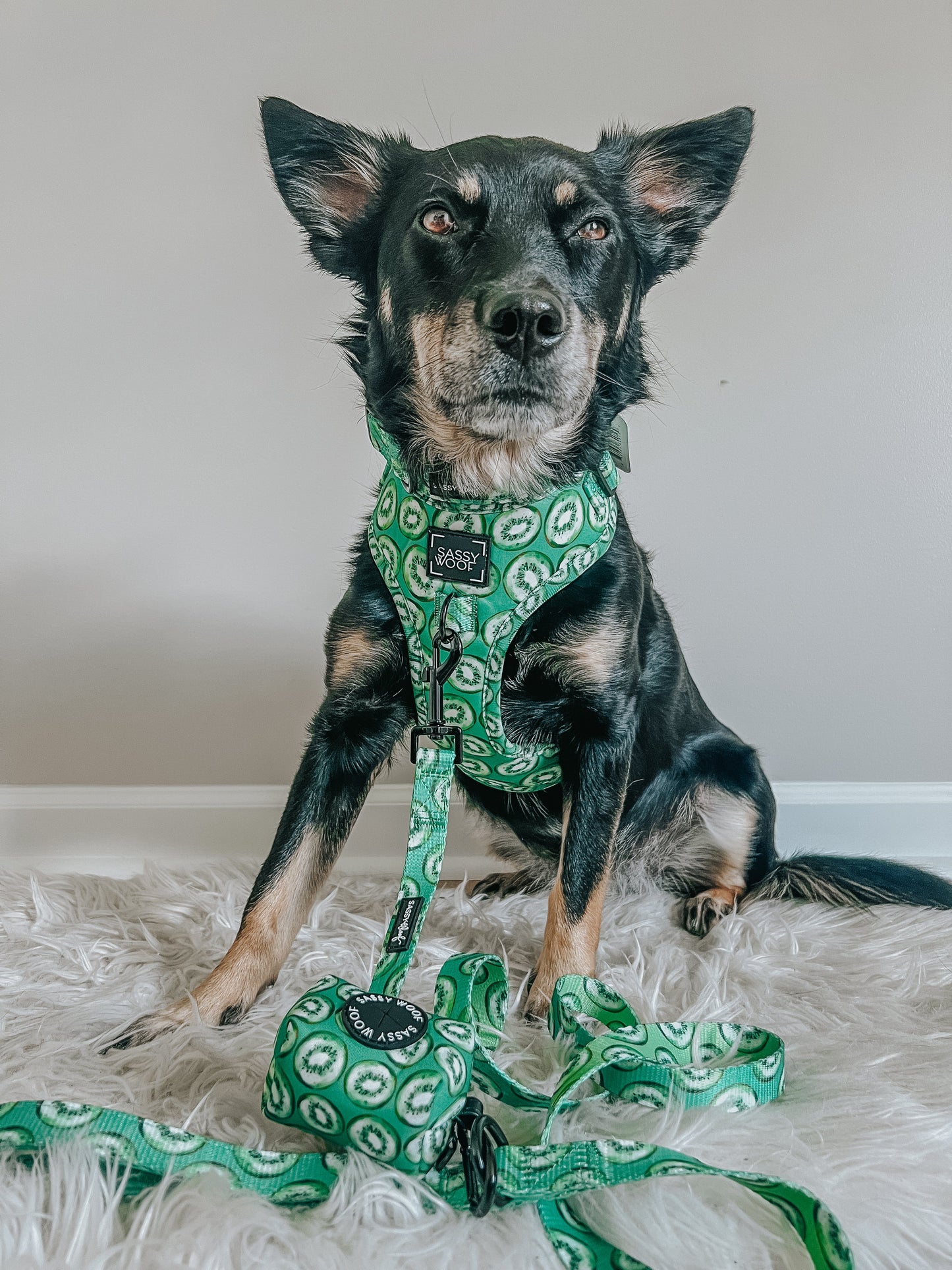 Dog Two Piece Bundle -  Kiwi Krazy