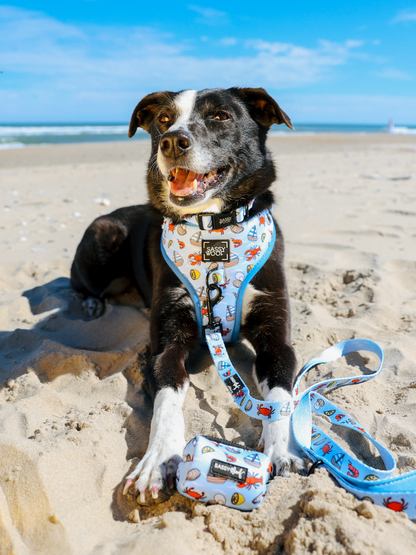 Dog Leash - Coastal Cuties