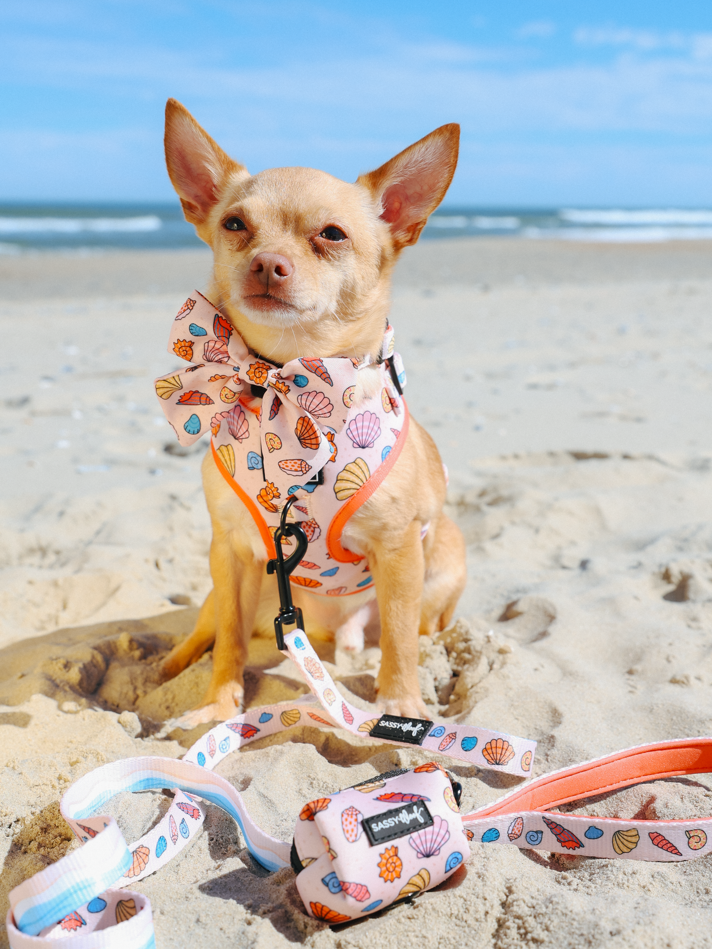 Dog Collar - Shell Yeah