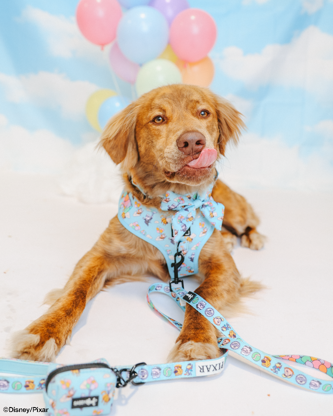 Dog Sailor Bow - Disney and Pixar's Up