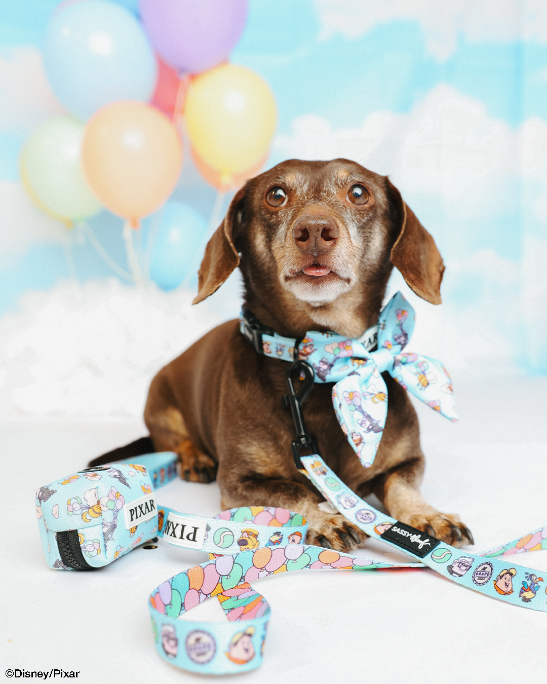 Dog Sailor Bow - Disney and Pixar's Up
