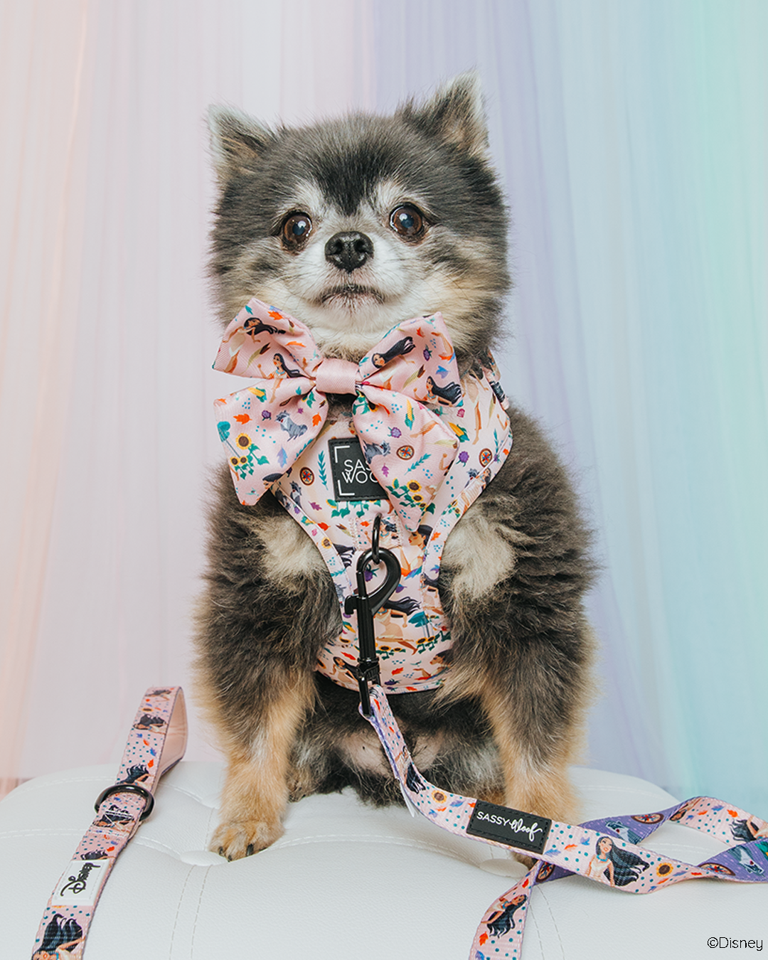 Dog Sailor Bow - Disney's Pocahontas