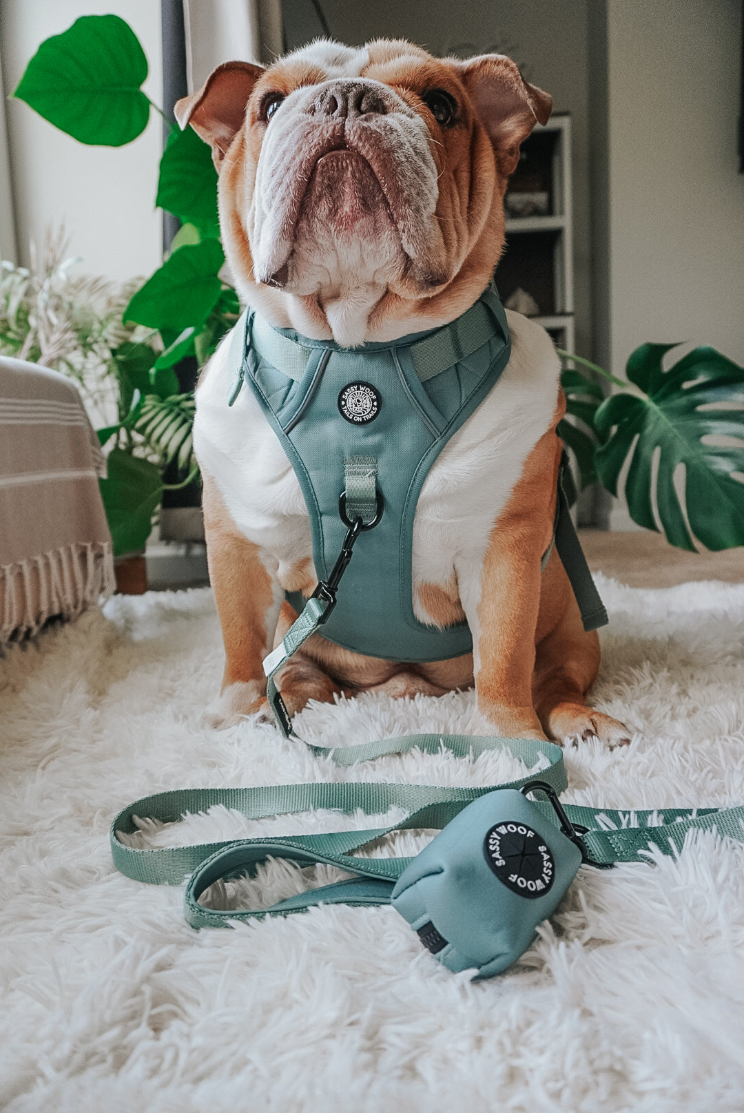 Dog Two Piece Bundle - Sage