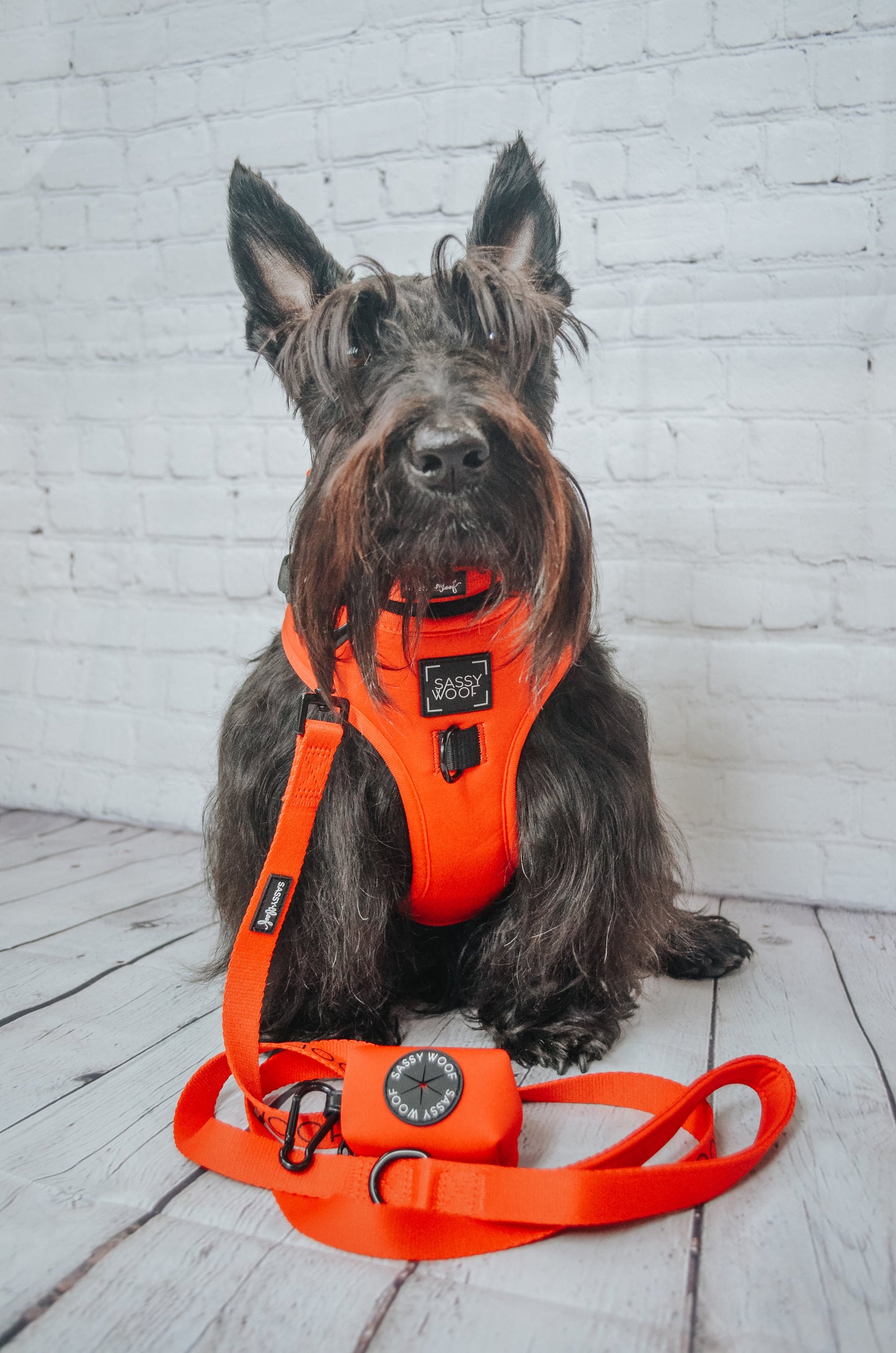 Dog Four Piece Bundle - Neon Red