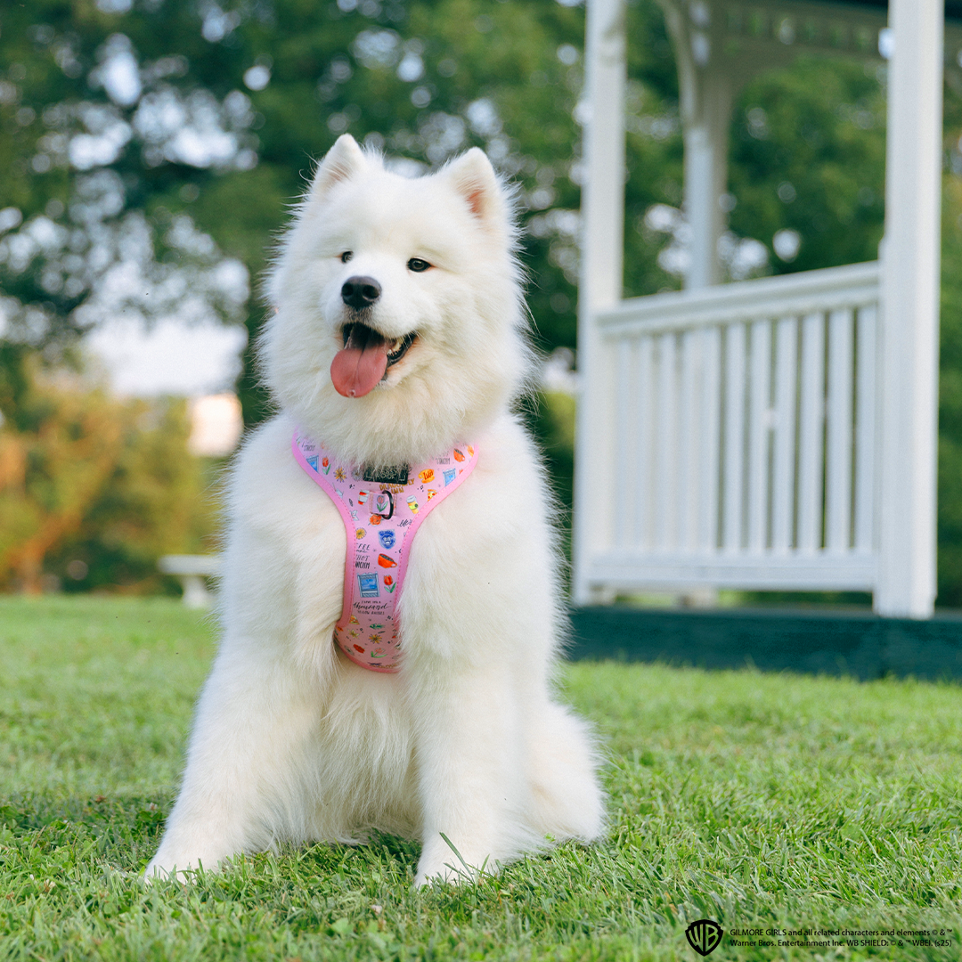 Dog Four Piece Bundle - Gilmore Girls™