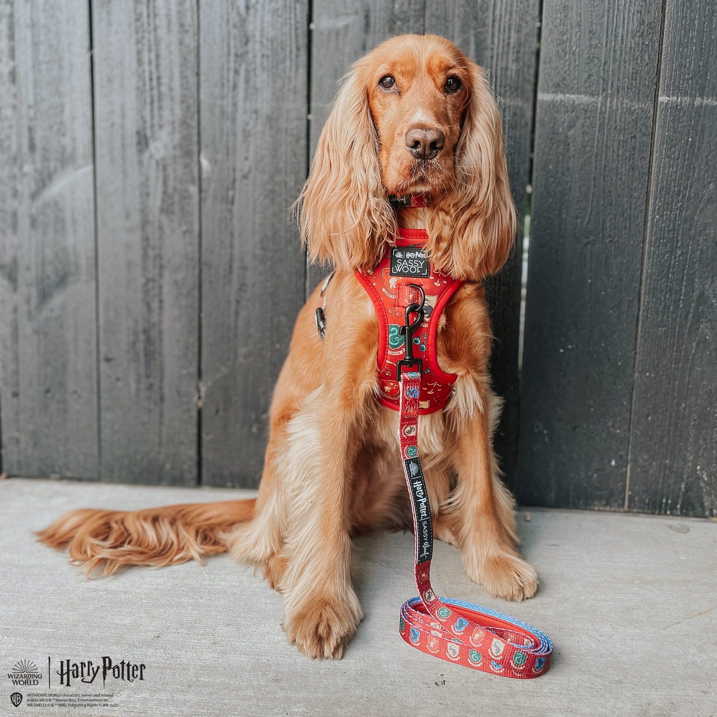 Harness Three Piece Bundle -  Harry Potter™
