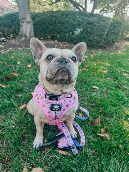 Dog Two Piece Bundle - Gilmore Girls™