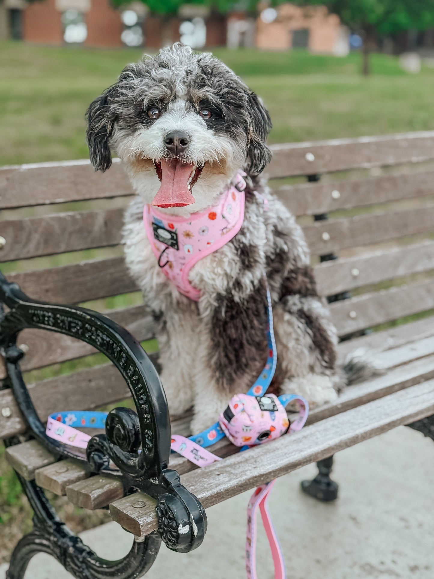 Dog Four Piece Bundle - Gilmore Girls™