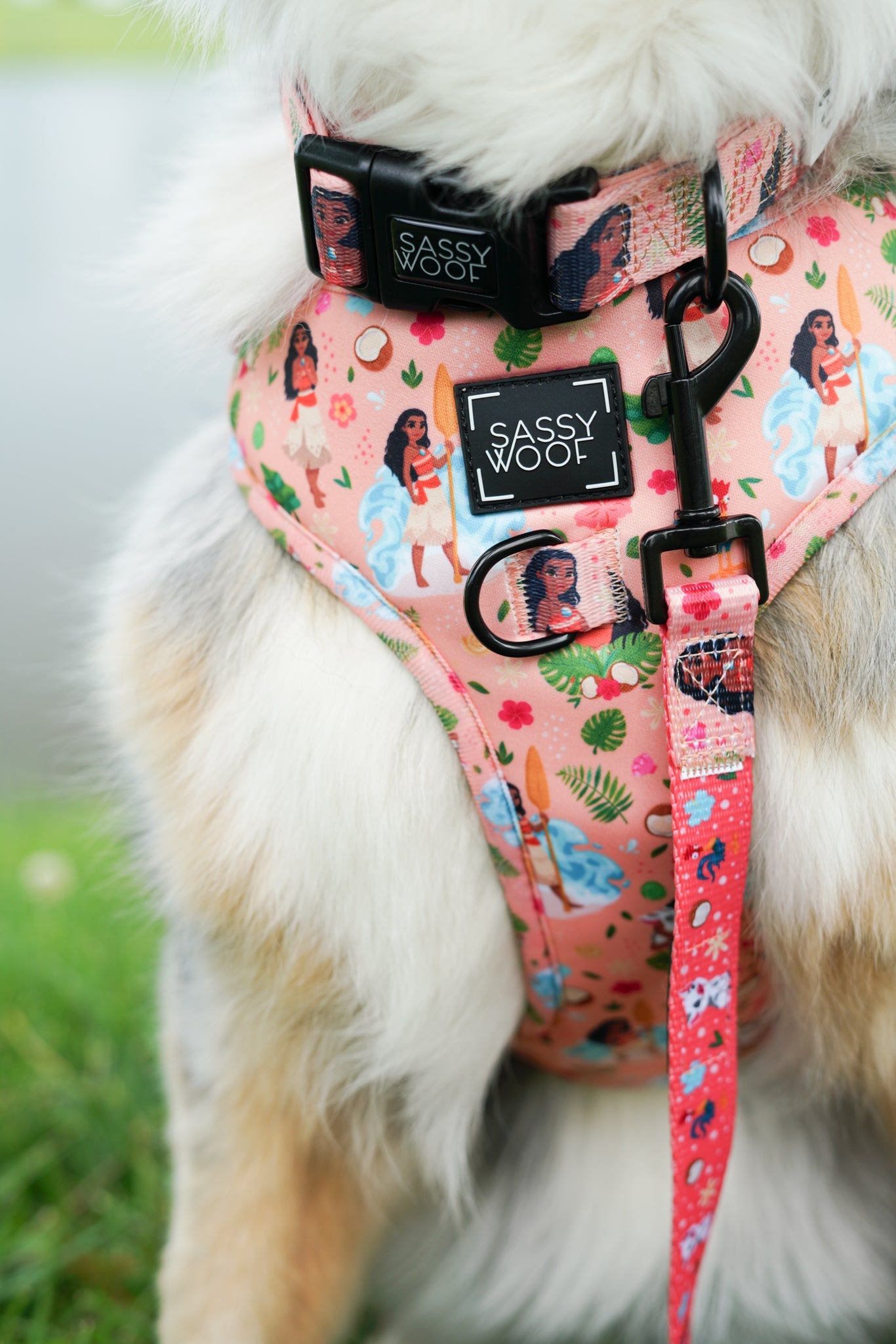 Dog Two Piece Bundle - Disney's Moana