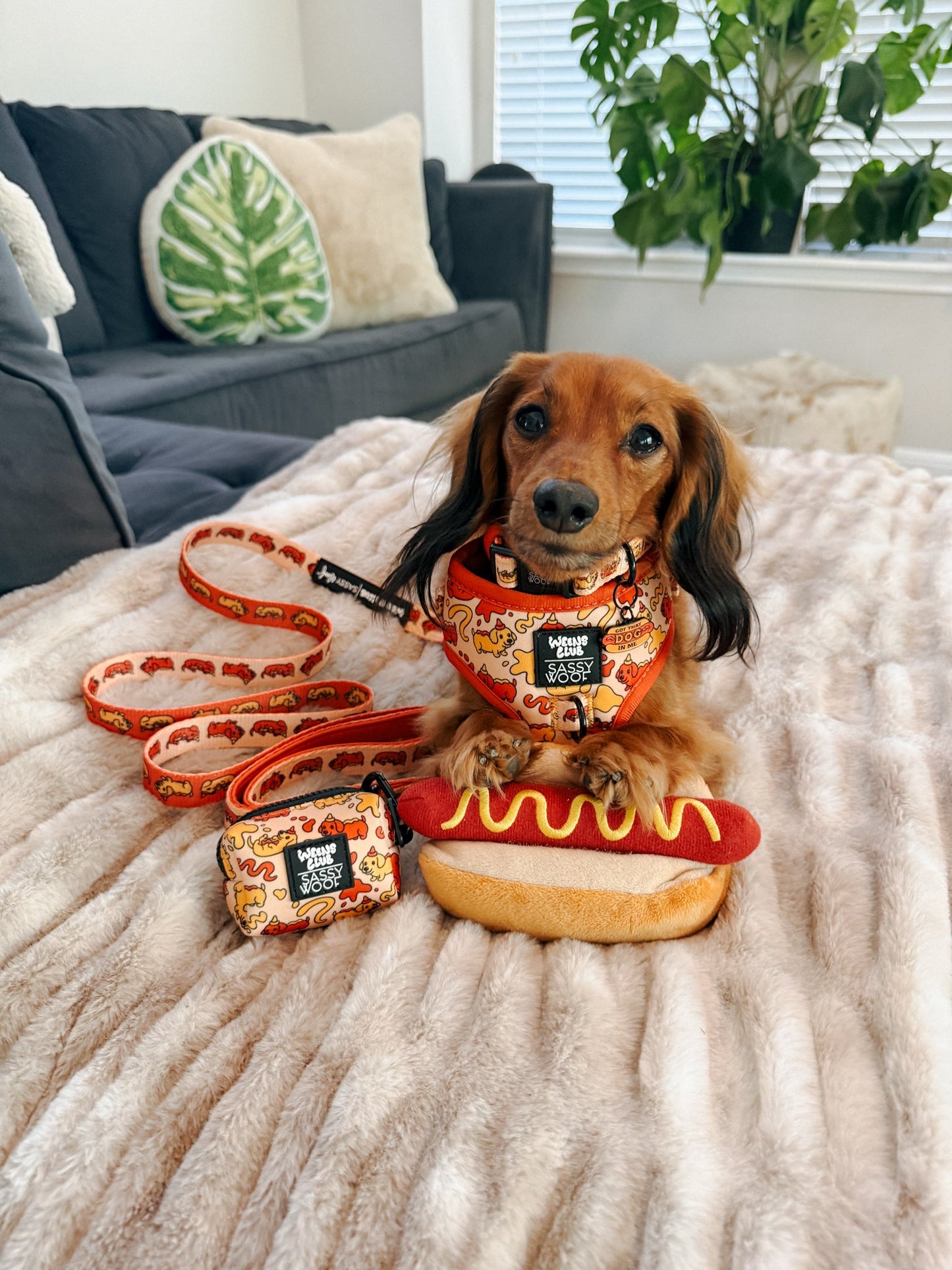 Dog Four Piece Bundle - Hot Dawg