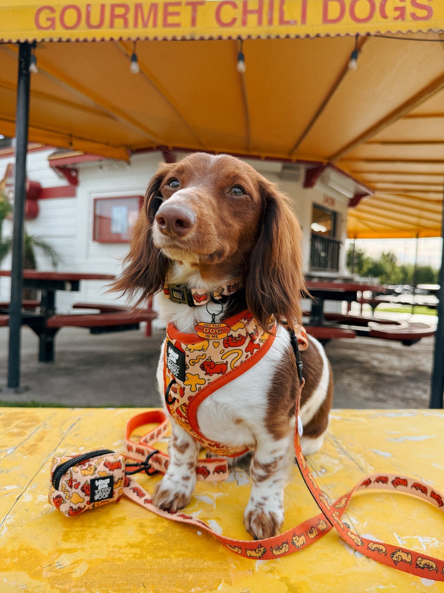 Dog Four Piece Bundle - Hot Dawg