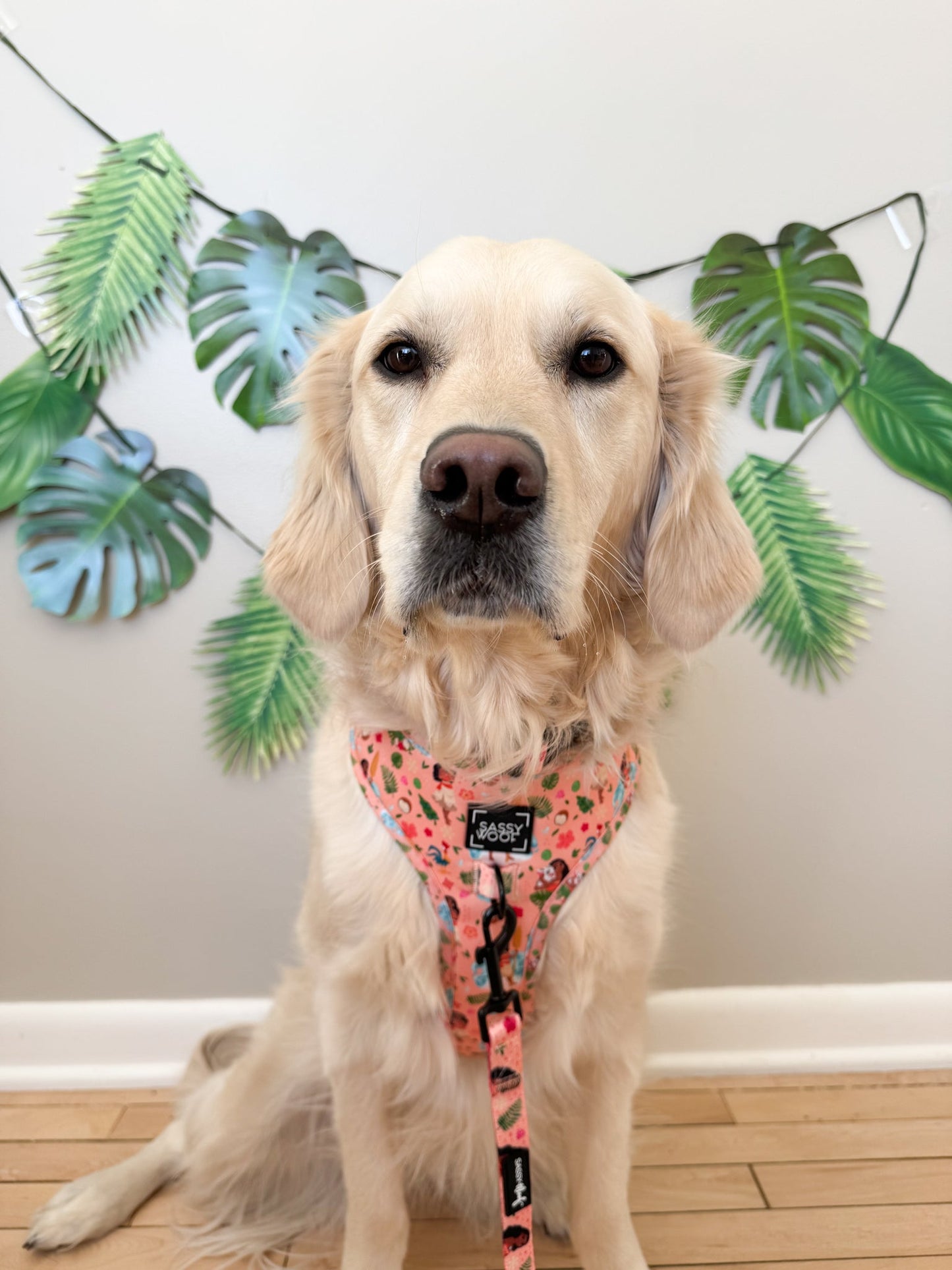 Dog Two Piece Bundle - Disney's Moana