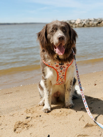 Dog Two Piece Bundle - Shell Yeah