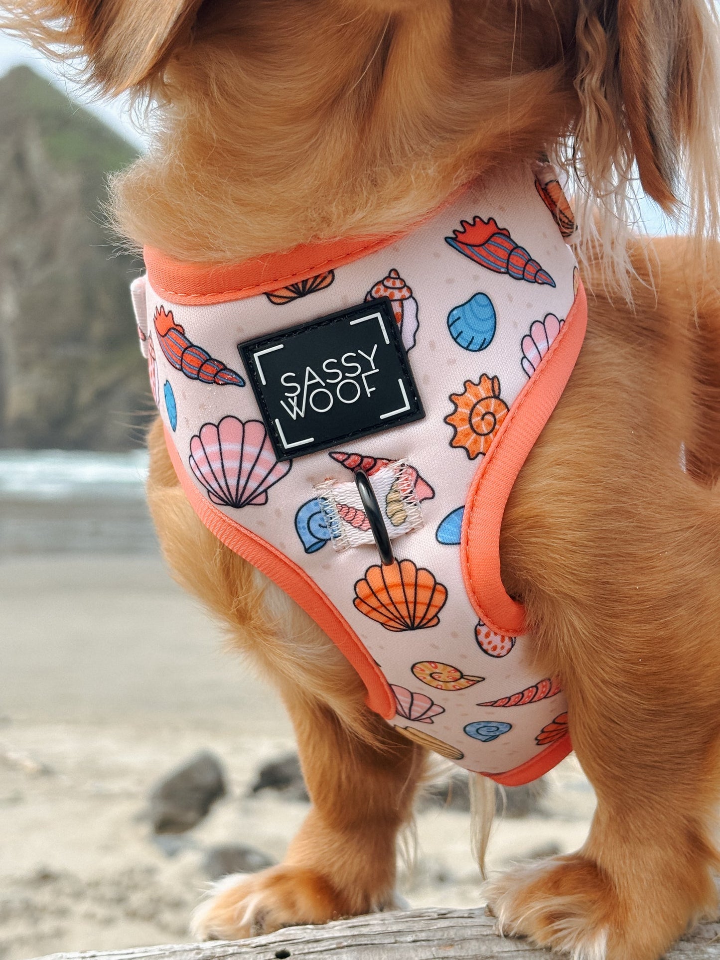 Dog Four Piece Bundle - Shell Yeah