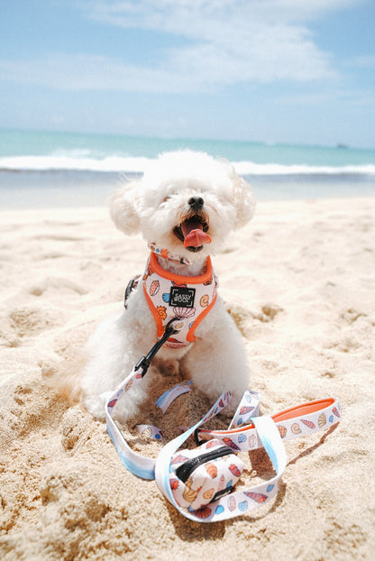 Dog Four Piece Bundle - Shell Yeah