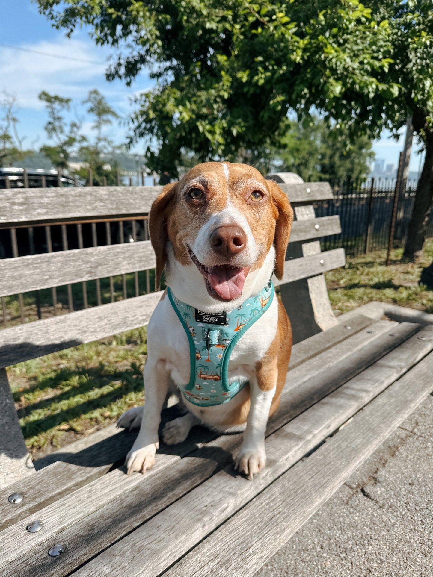 Dog Four Piece Bundle - Peanuts™ Road Tripping
