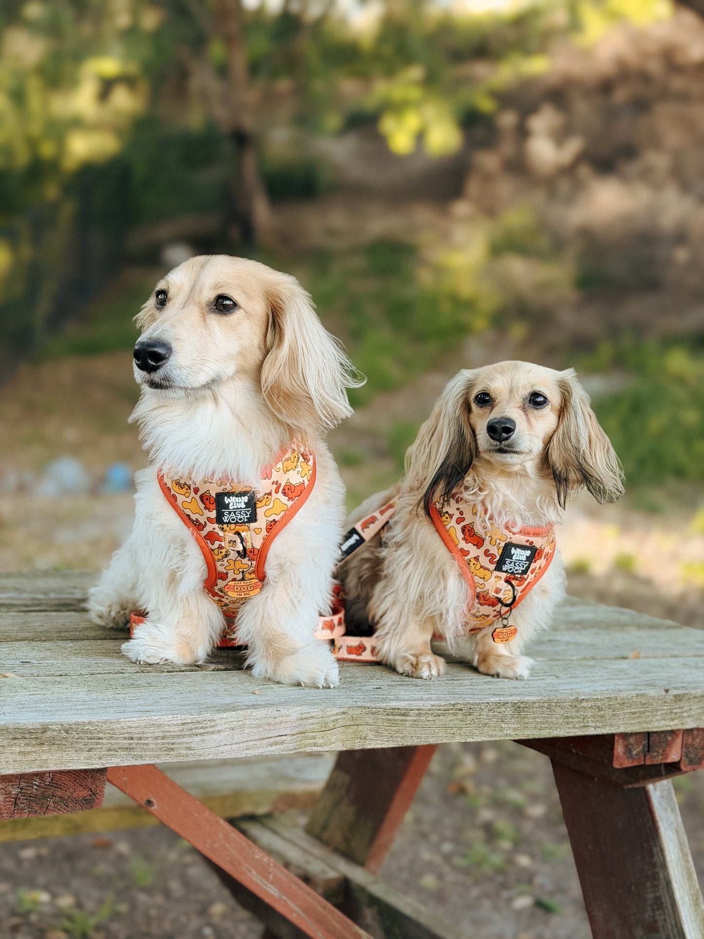 Dog Four Piece Bundle - Hot Dawg