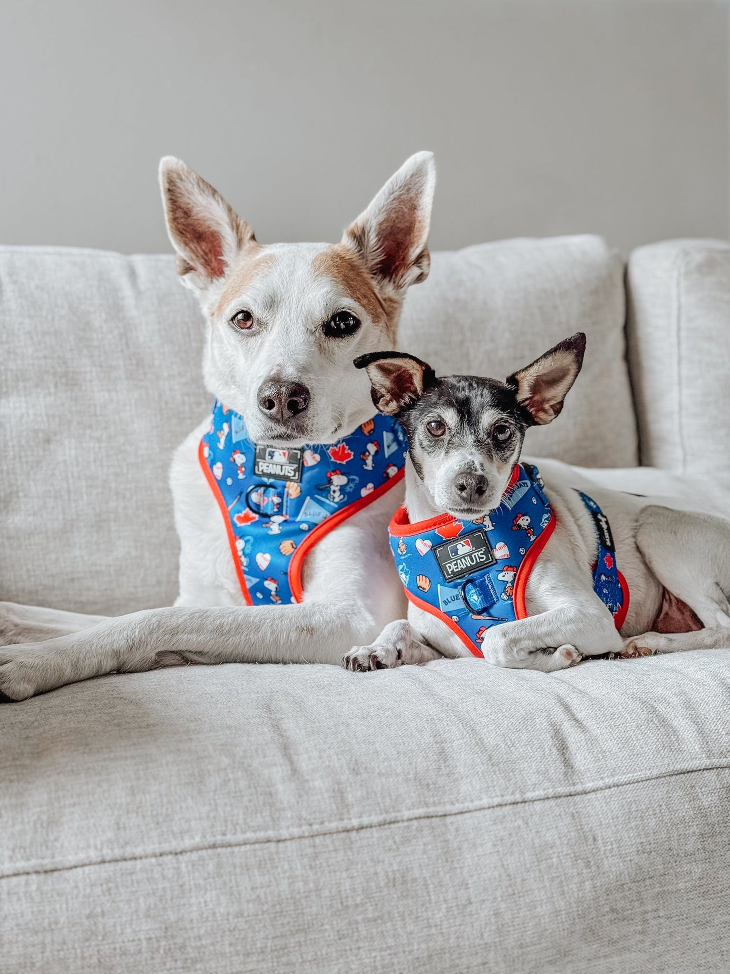 Dog Two Piece Bundle - MLB™ x Peanuts™ Toronto Blue Jays™