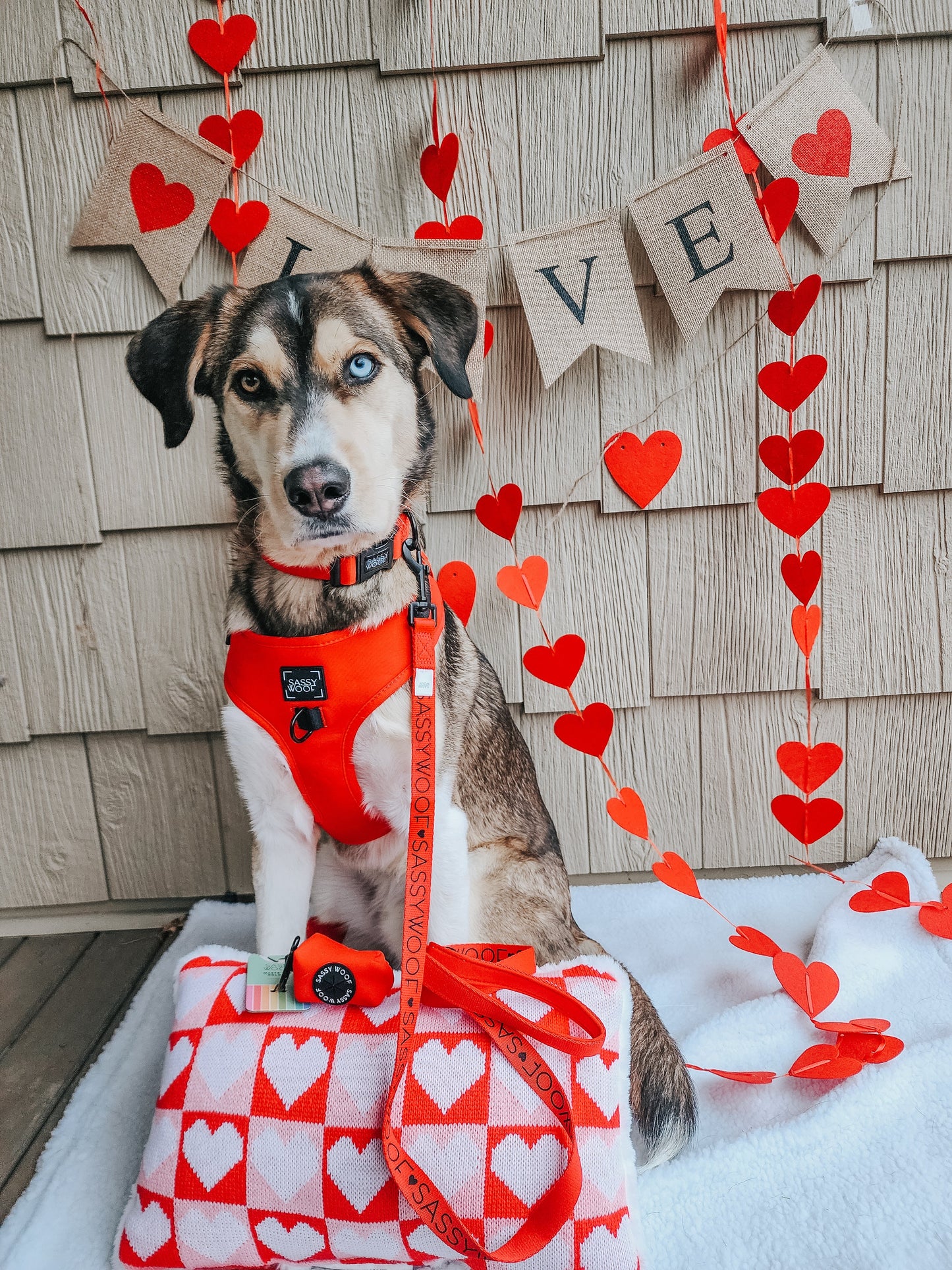 Dog Four Piece Bundle - Neon Red