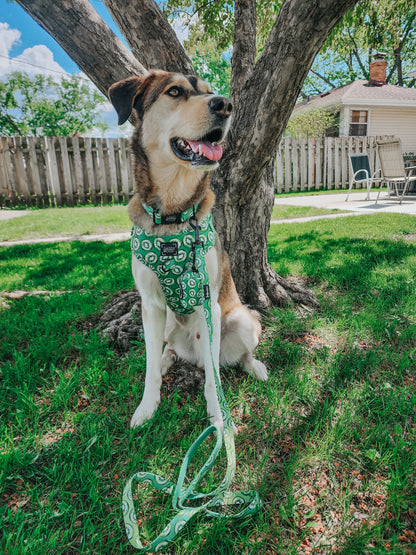 Dog Collar - Kiwi Krazy