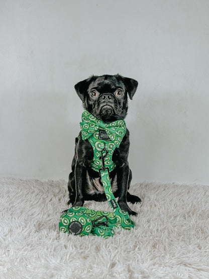 Dog Leash  - Kiwi Krazy