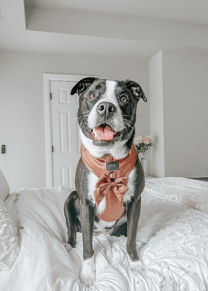 Dog Sailor Bow - Teddy
