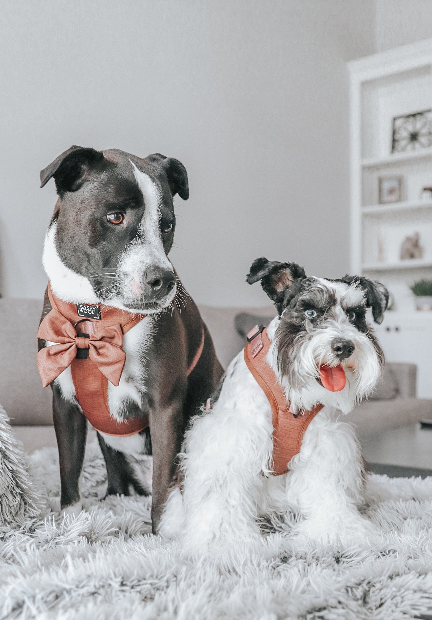 Dog Sailor Bow - Teddy