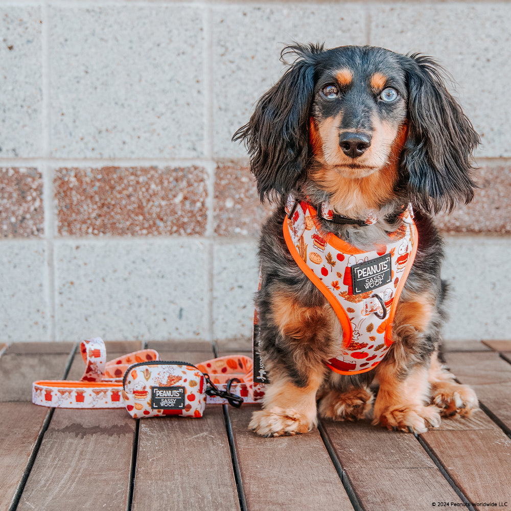Dog Two Piece Bundle - Peanuts™ Harvest