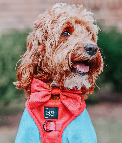 Dog Sailor Bow - Merlot