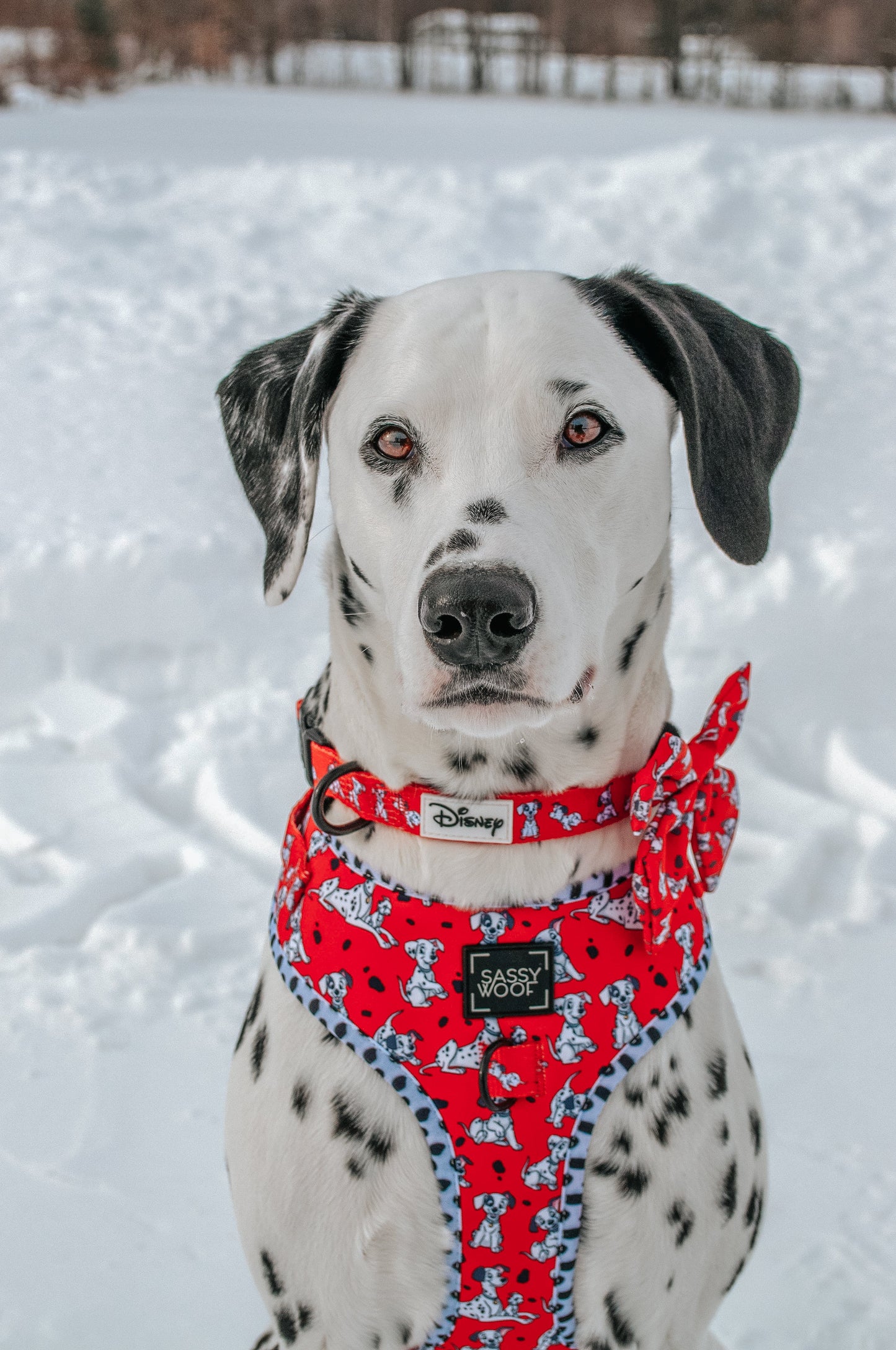 Dog Two Piece Bundle - Disney's 101 Dalmatians