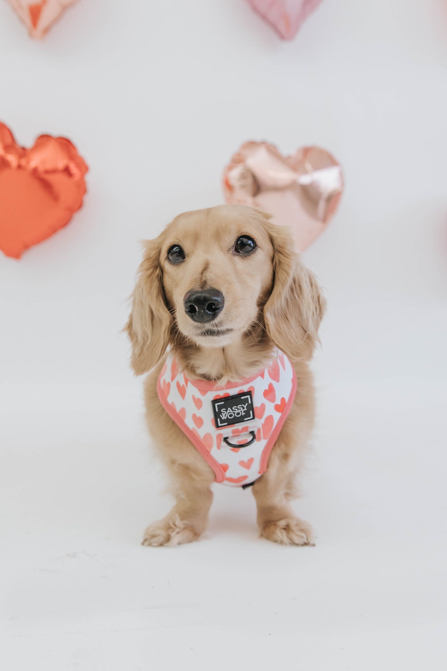 Dog Four Piece Bundle - Dolce Rose