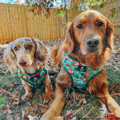 Dog Collar - Elf™