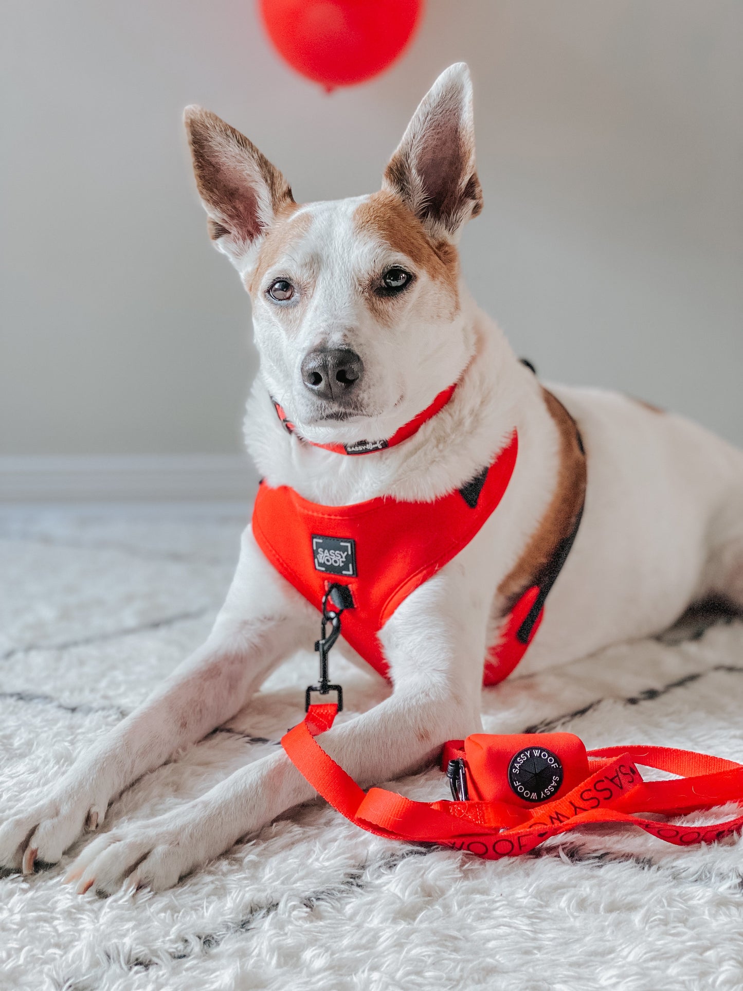 Dog Four Piece Bundle - Neon Red
