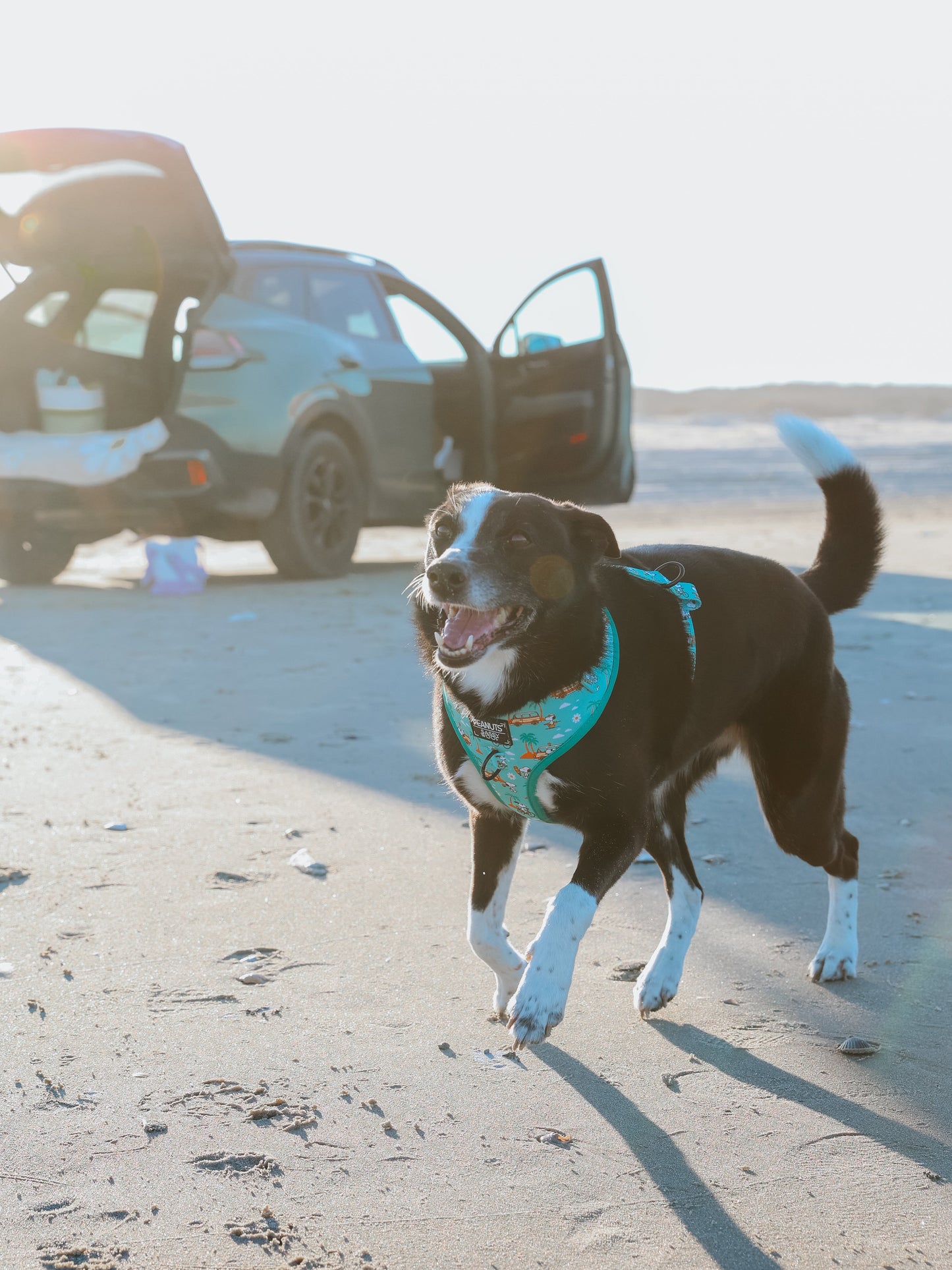 Dog Four Piece Bundle - Peanuts™ Road Tripping