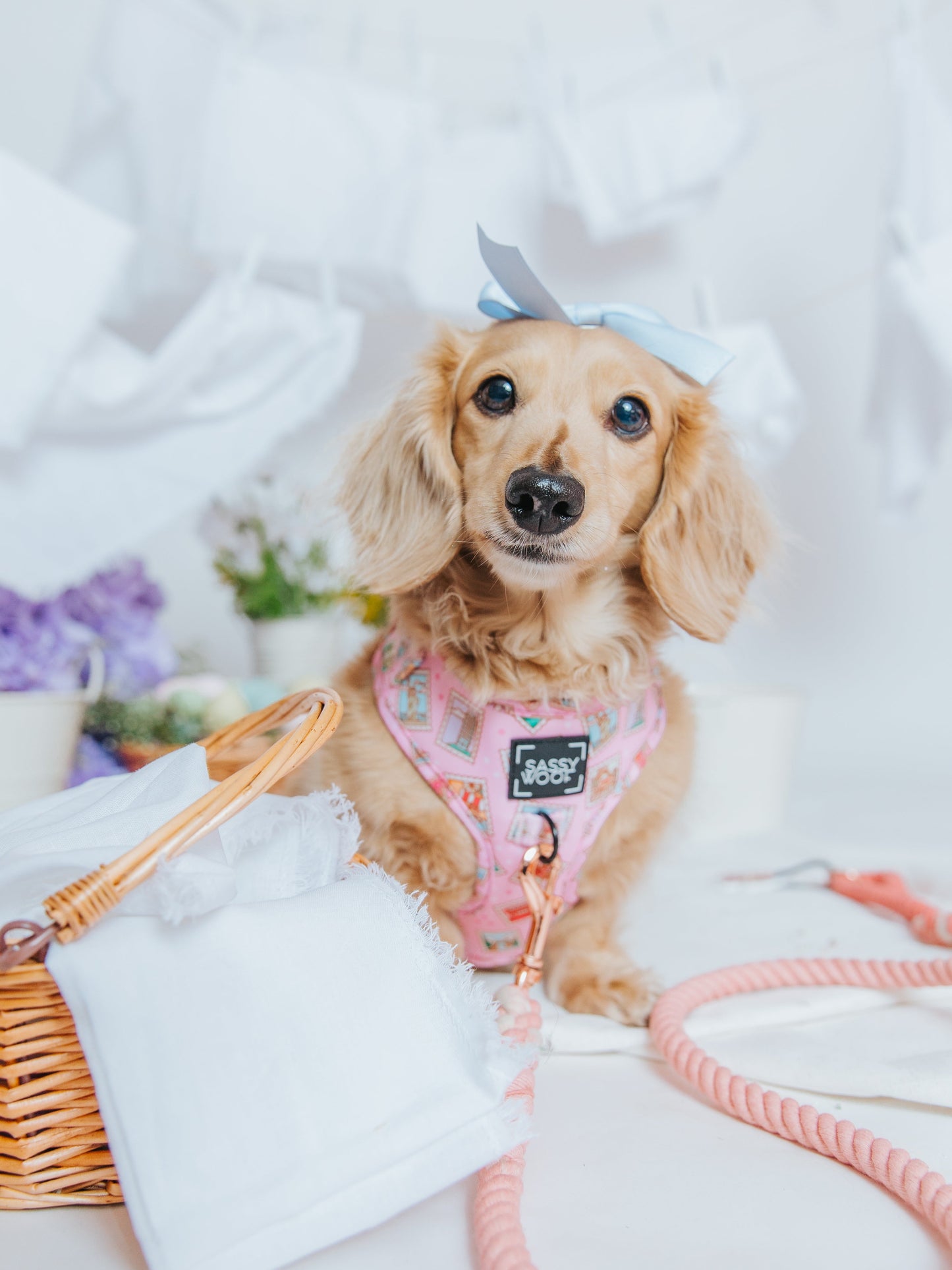 Dog Two Piece Bundle - Out of Office