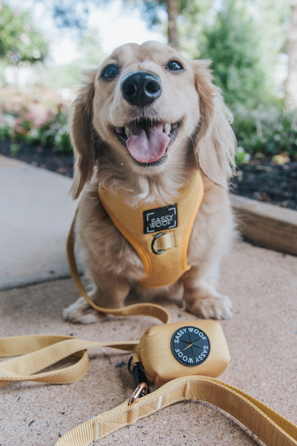Dog Four Piece Bundle - Sunflower Fields