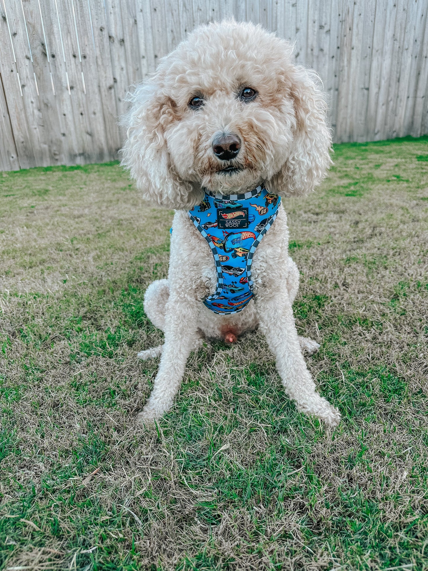 Dog Two Piece Bundle - Hot Wheels™