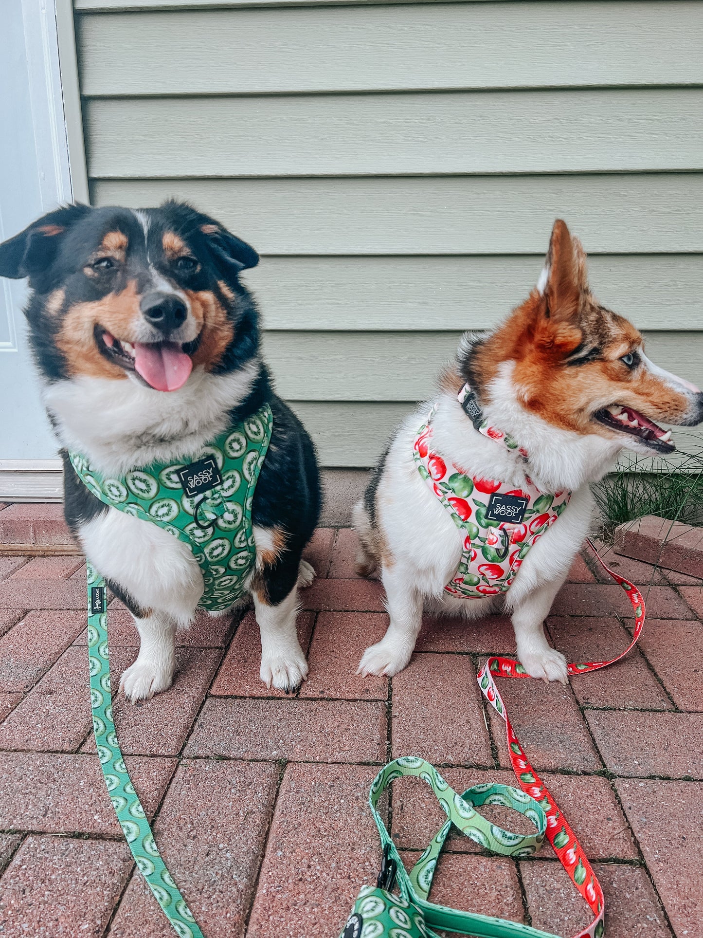 Dog Two Piece Bundle -  Kiwi Krazy