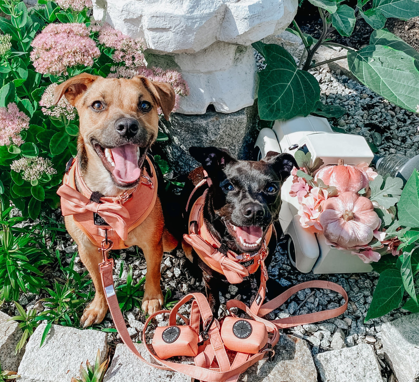 Dog Waste Bag Holder - Apple Cider