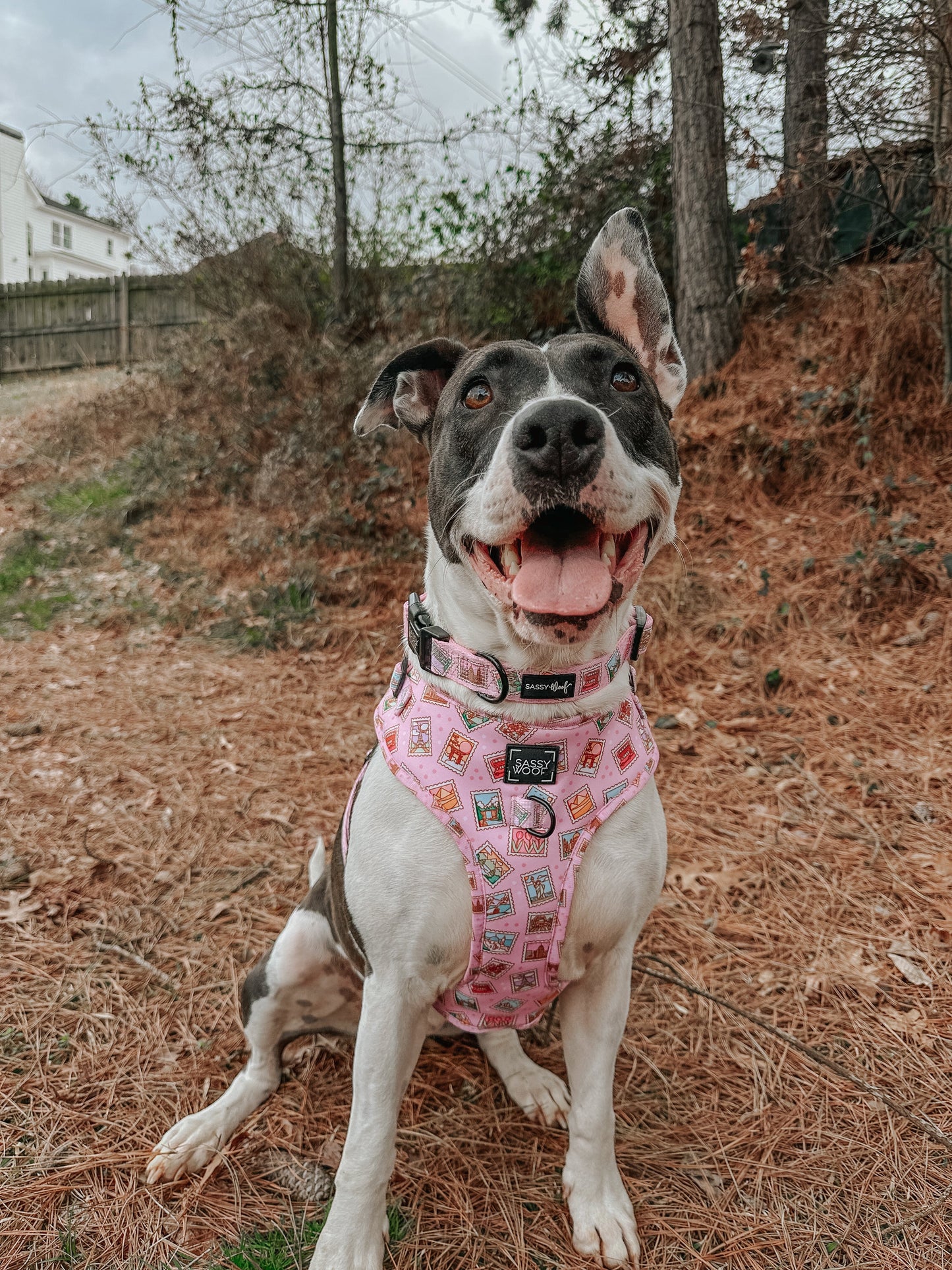 Dog Two Piece Bundle - Out of Office