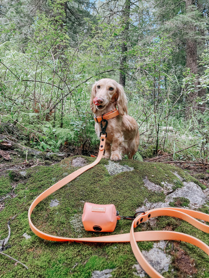 Dog Bundle - Adventure Collection (Orange)